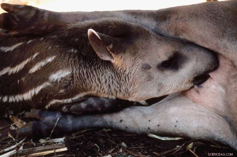 Lowland Tapir Conservation: Urgent Threat in the Atlantic Forest