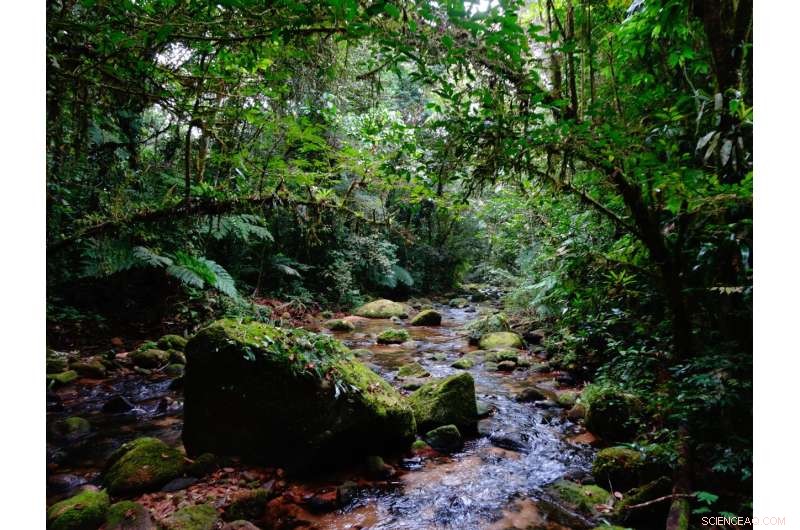 Lowland Tapir Conservation: Urgent Threat in the Atlantic Forest