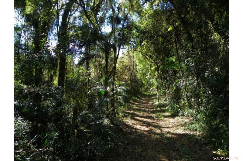 Lowland Tapir Conservation: Urgent Threat in the Atlantic Forest