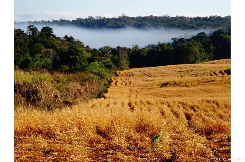 Lowland Tapir Conservation: Urgent Threat in the Atlantic Forest