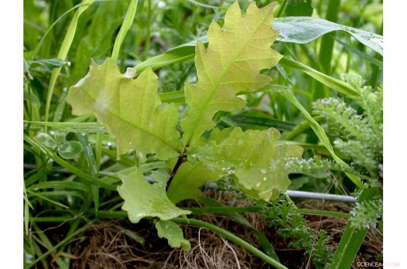 Oak Tree Evolution in a Changing Climate: Adaptation in the Anthropocene