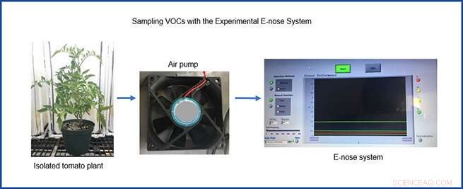Electronic Nose Detects Plant Stress: Early Pest Detection for Greenhouse Growers
