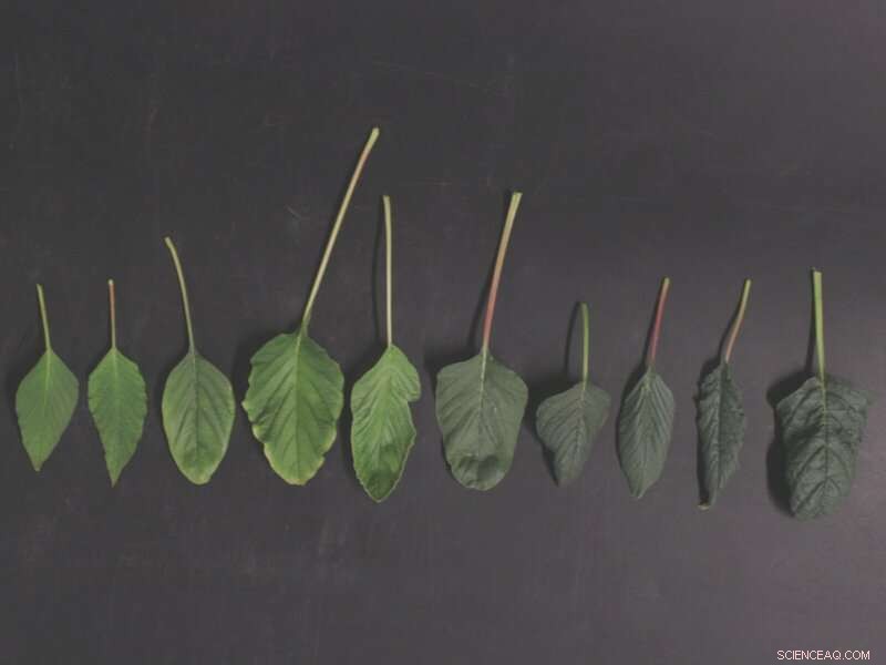 Combating Weed Resistance: Research Insights for a Changing Climate