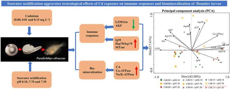 Cadmium Toxicity in Flounder Larvae Under Acidified Seawater Conditions