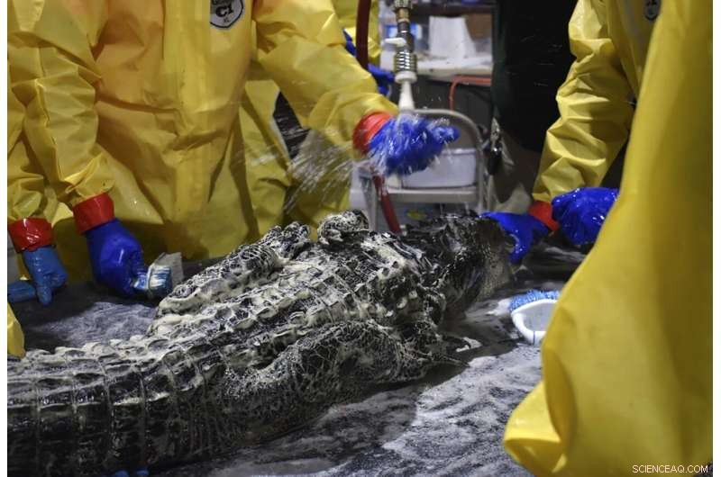 Diesel Spill Response: Rescued Alligators Receive Rehabilitation & Care