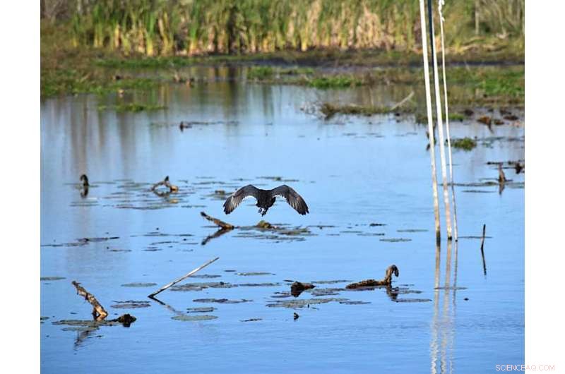 Diesel Spill Response: Rescued Alligators Receive Rehabilitation & Care