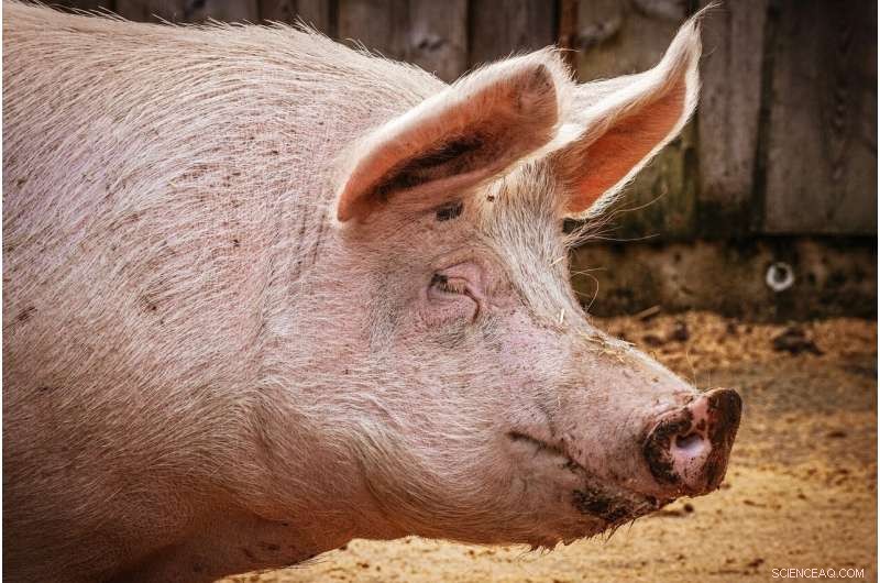 Mexico: Pig Die-Off Linked to Salmonella and Pasteurellosis, Not African Swine Fever