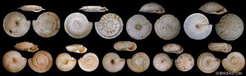 Sixth Mass Extinction: Evidence and Impact on Global Biodiversity