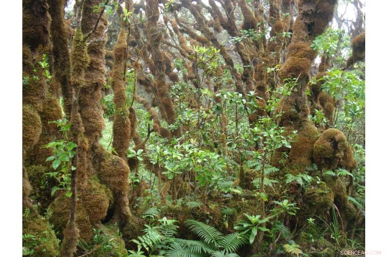 Sixth Mass Extinction: Evidence and Impact on Global Biodiversity