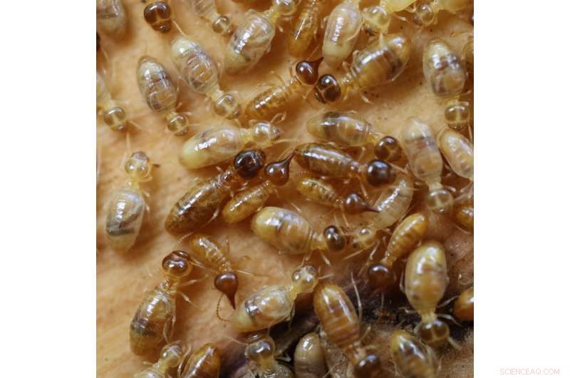 Termite Evolution: New Research Challenges Size Theory