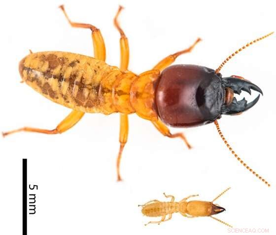 Termite Evolution: New Research Challenges Size Theory