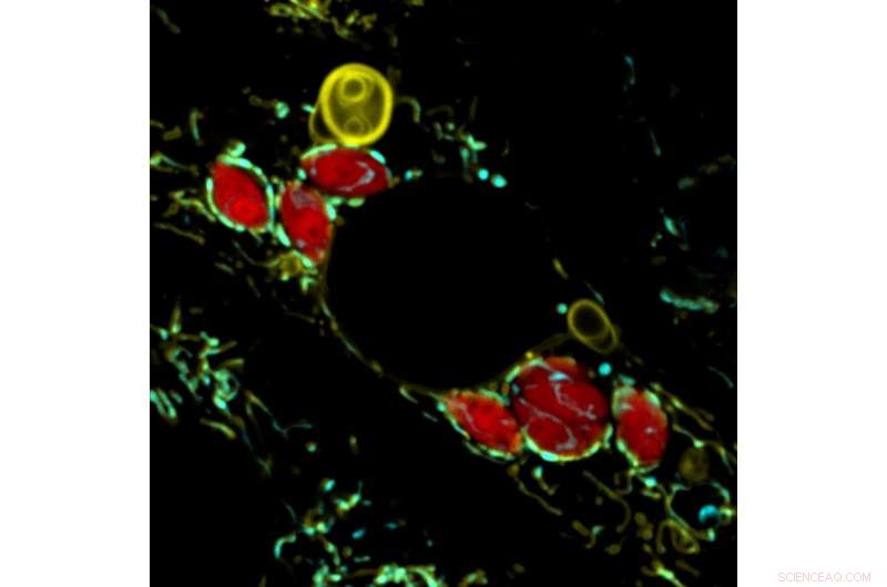 Pathogens Disrupt Mitochondrial Defense: A Deep Dive