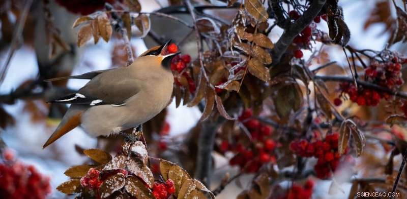 Seed Dispersal: How Animals Help Plants Adapt to Climate Change