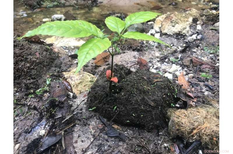 Seed Dispersal: How Animals Help Plants Adapt to Climate Change