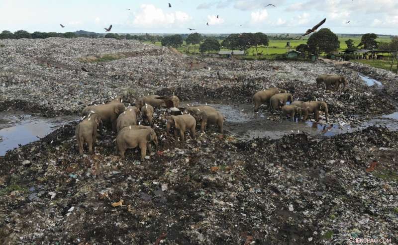 Plastic Pollution Threatens Sri Lanka s Elephants: Conservation Crisis