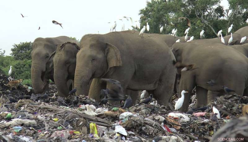 Plastic Pollution Threatens Sri Lanka s Elephants: Conservation Crisis