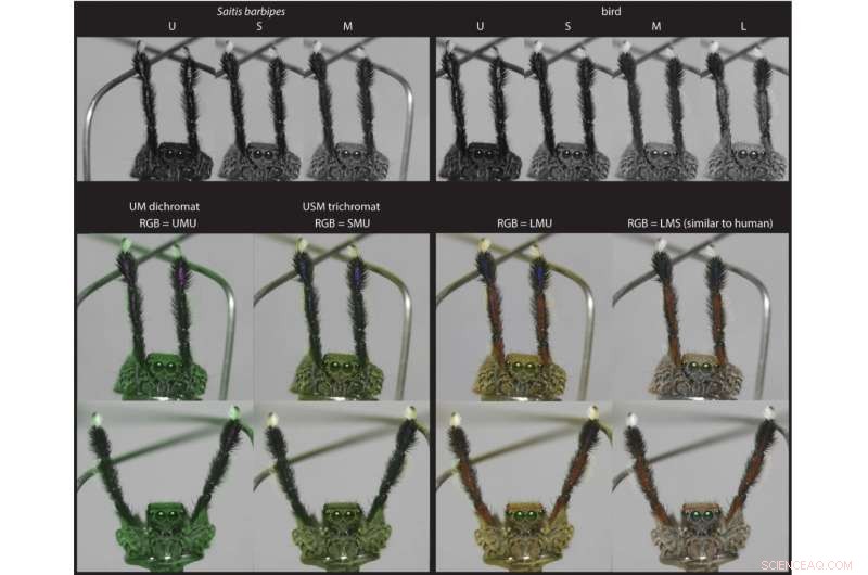 Colorful Jumping Spider with Color Vision Challenges Discovered