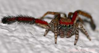 Colorful Jumping Spider with Color Vision Challenges Discovered