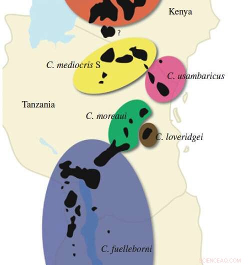 Evolutionary Echoes: How Bird Songs Remain Constant Over Millennia