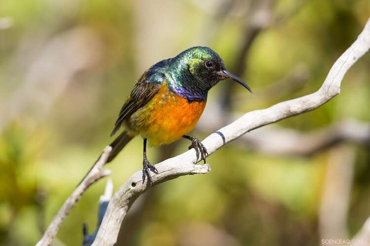 Evolutionary Echoes: How Bird Songs Remain Constant Over Millennia