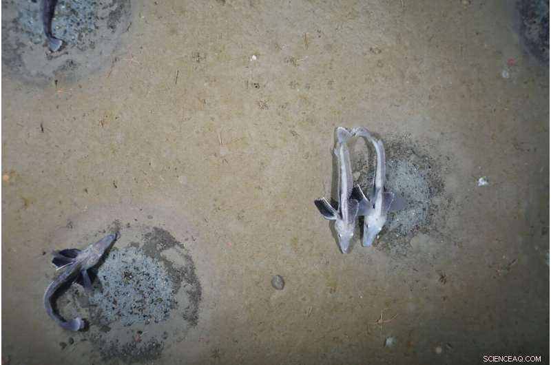 Massive Icefish Breeding Colony Discovered in Antarctica s Weddell Sea