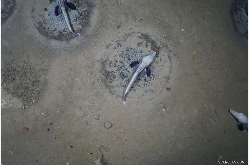 Massive Icefish Breeding Colony Discovered in Antarctica s Weddell Sea