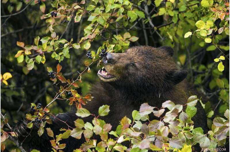 Climate Change: How Declining Bird & Mammal Populations Threaten Plant Survival