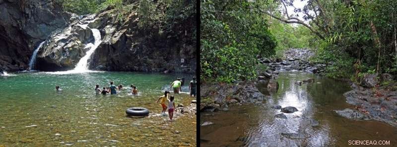 New Freshwater Goby Species Discovered in the Philippines