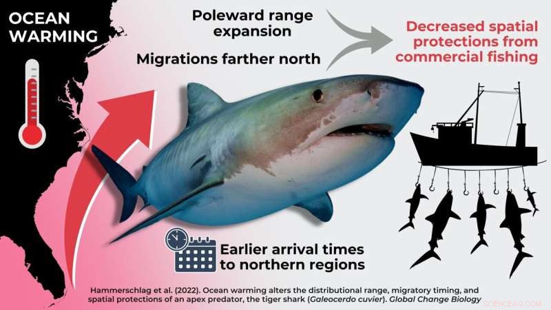 Climate Change Impacts Tiger Shark Migration Patterns: A New Study