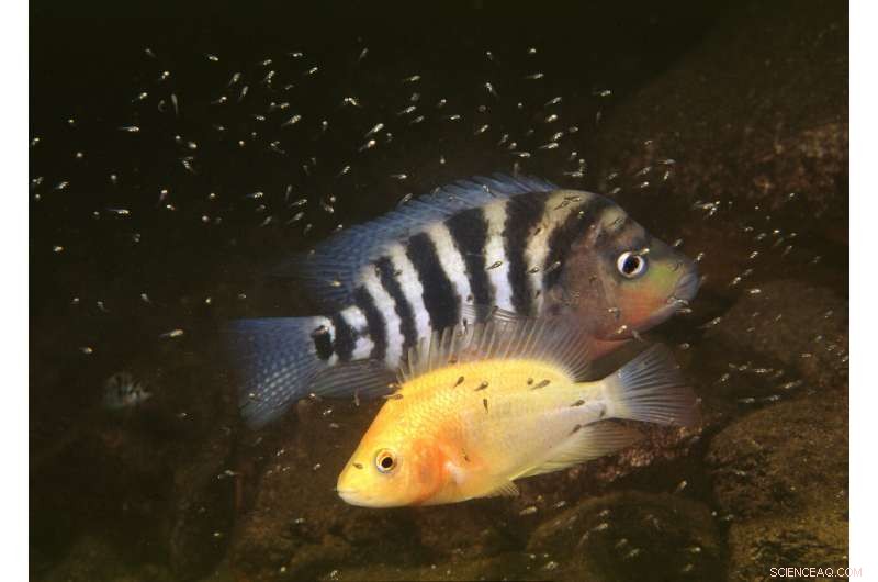 Decoding the Golden Hue: Scientists Identify Gene Responsible for Midas Cichlid s Gold Color