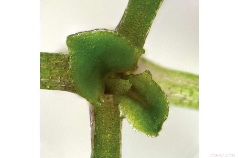 Plant RNA Communication: Key to Development Discovered