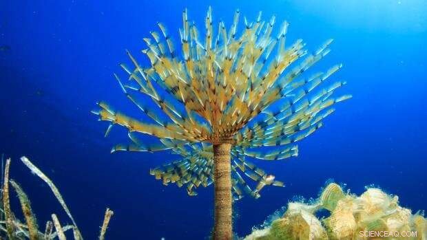 Deep-Sea Worms & Natural Gas Hydrates: A Climate Change Connection