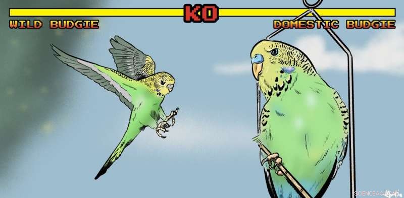 Budgerigar vs. Wild Budgie: A Look at Domestication and Behavior