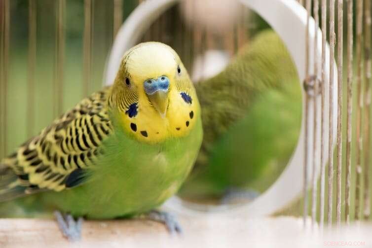 Budgerigar vs. Wild Budgie: A Look at Domestication and Behavior