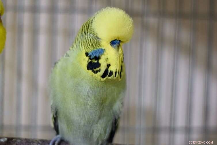 Budgerigar vs. Wild Budgie: A Look at Domestication and Behavior