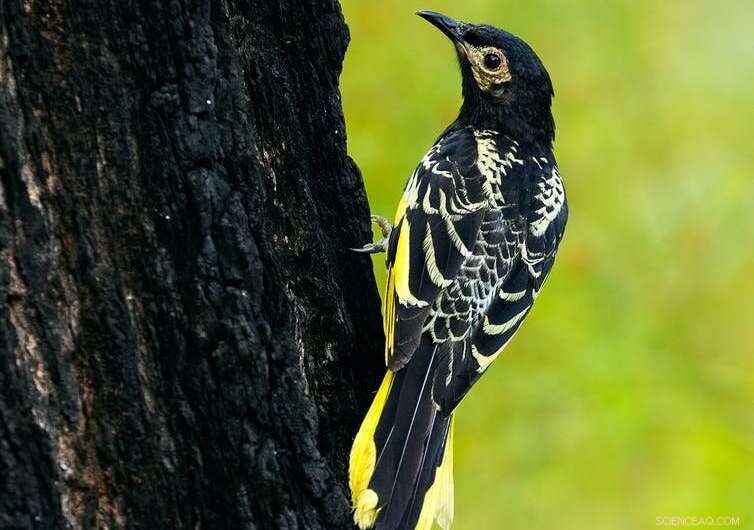 Regent Honeyeaters: A Race Against Extinction - Conservation Efforts