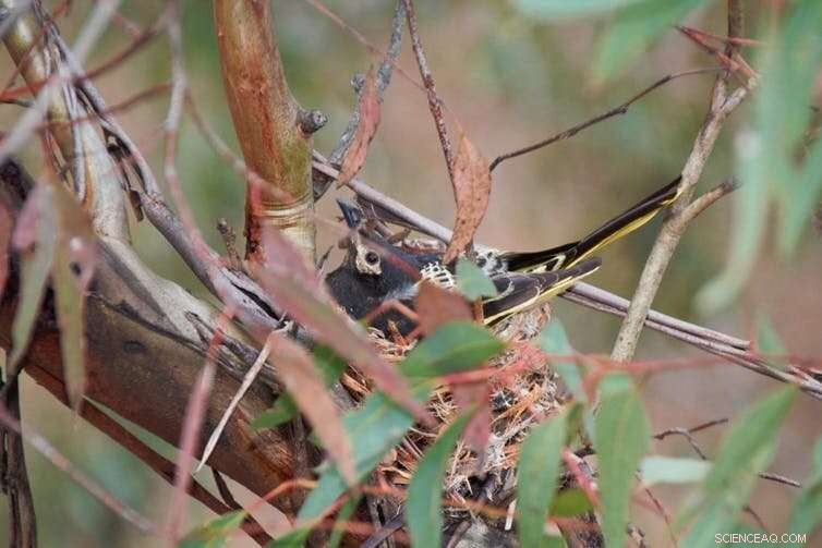 Regent Honeyeaters: A Race Against Extinction - Conservation Efforts
