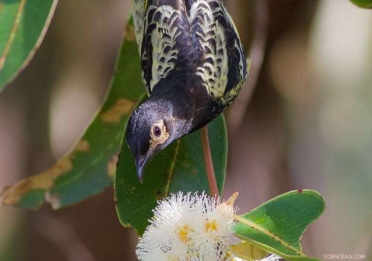 Regent Honeyeaters: A Race Against Extinction - Conservation Efforts