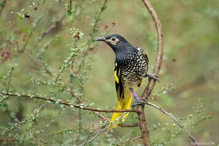 Regent Honeyeaters: A Race Against Extinction - Conservation Efforts