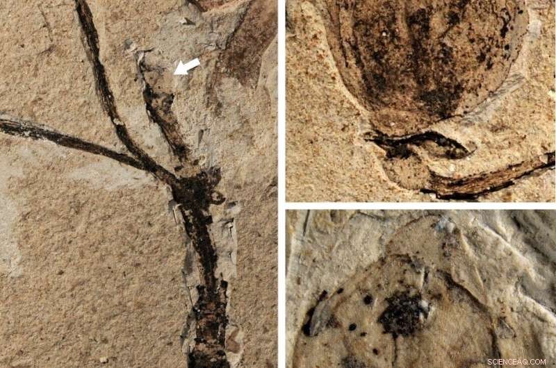 Ancient Flower Bud Fossil: Earliest Record of Angiosperms Discovered