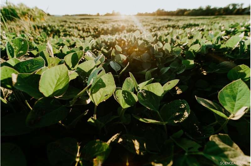 Soybean Research: Unlocking Salinity Tolerance for Enhanced Crop Yields