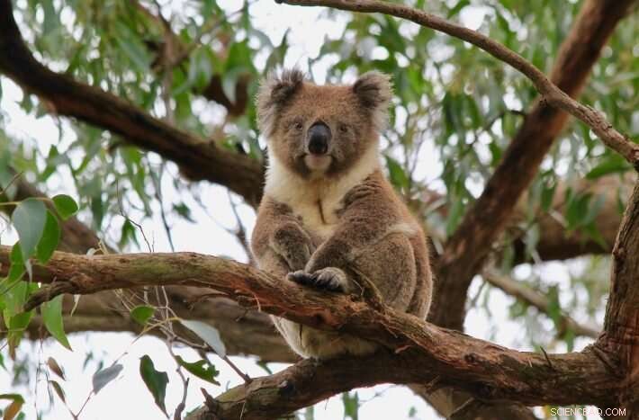 Optimizing Habitat Research for Effective Conservation