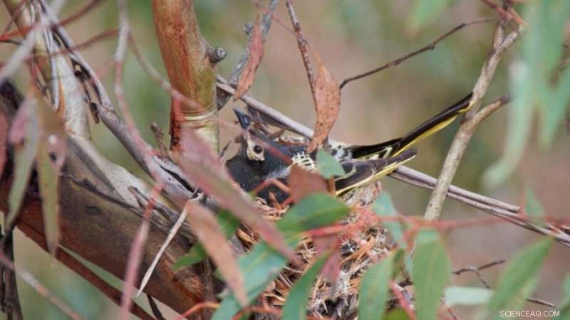 Regent Honeyeater Conservation: Urgent Action Needed to Prevent Extinction