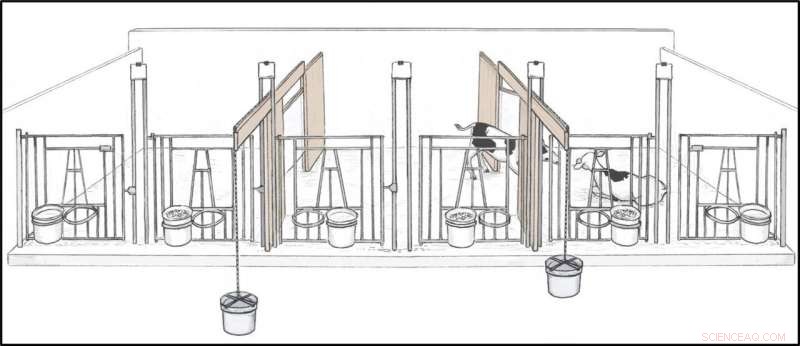 Understanding Social Needs of Dairy Calves: A Key to Better Animal Welfare