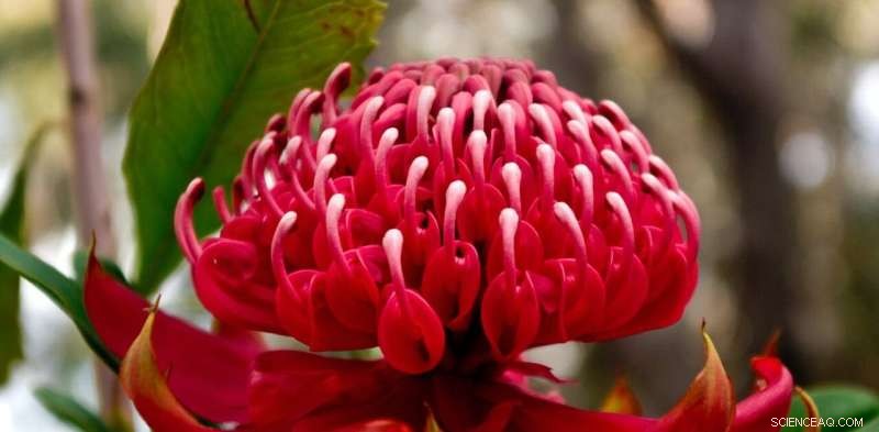 Decoding Waratahs: Unlocking Genetic Secrets for Conservation