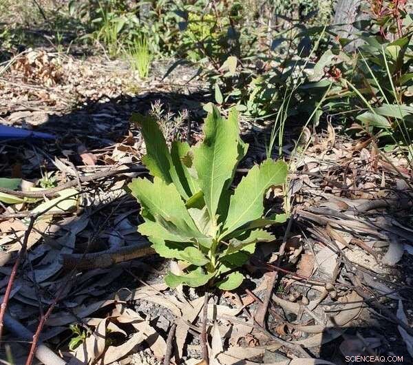 Decoding Waratahs: Unlocking Genetic Secrets for Conservation