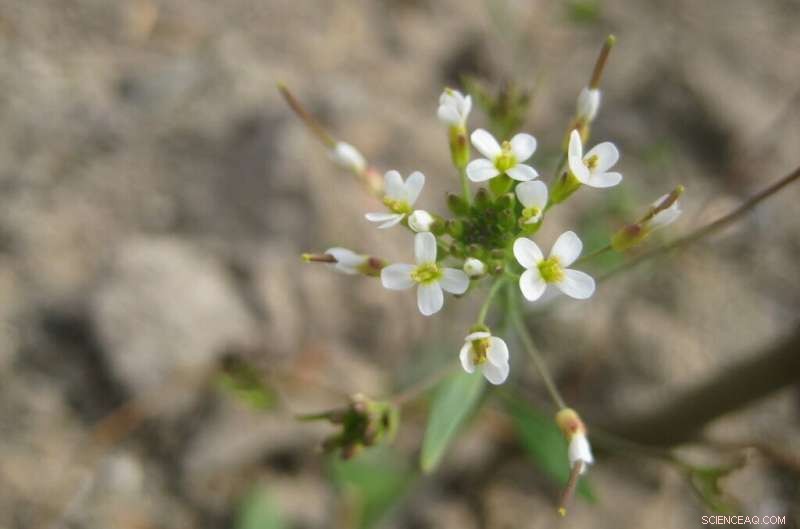 New Research Challenges Randomness of DNA Mutations