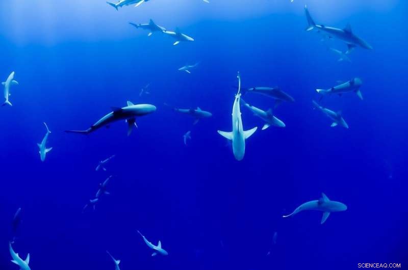 Lunar Influence on Shark Attacks: New Research Reveals Trends