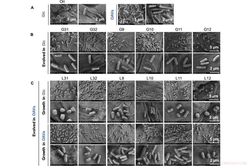 Uncovering Life s Origins: New Insights into Early Cellular Structures