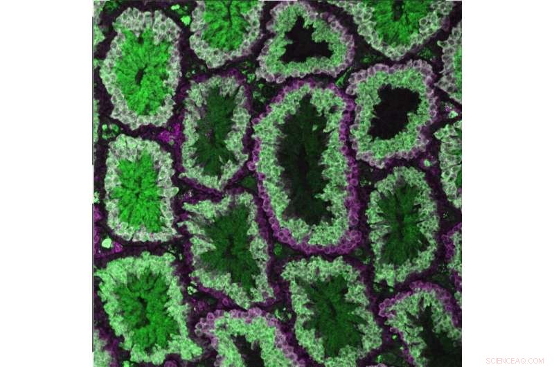 CRISPR-Cas9 Meiosis Control: Advancing Genetic Inheritance in Mammals